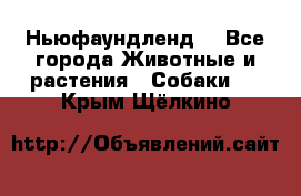 Ньюфаундленд  - Все города Животные и растения » Собаки   . Крым,Щёлкино